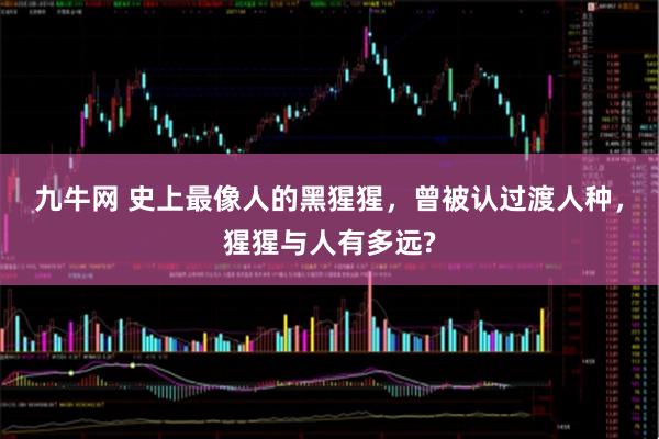 九牛网 史上最像人的黑猩猩，曾被认过渡人种，猩猩与人有多远?